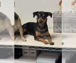 Small Chihuahua