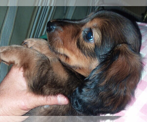 Dachshund Puppy for Sale in BRISTOL, Tennessee USA