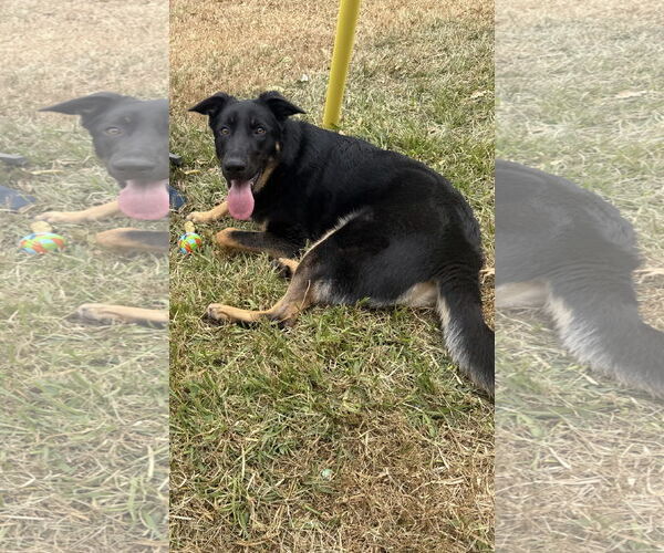 Medium Photo #1 German Shepherd Dog-Unknown Mix Puppy For Sale in Euless, TX, USA