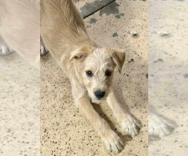 Medium Photo #3 Mutt Puppy For Sale in Andover, MN, USA