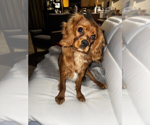 Medium Photo #2 Cavalier King Charles Spaniel Puppy For Sale in Sioux Falls, SD, USA