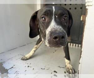American Pit Bull Terrier-Unknown Mix Dogs for adoption in Visalia, CA, USA