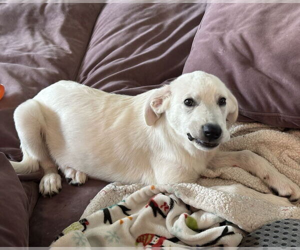 Medium Photo #4 Great Pyrenees-Unknown Mix Puppy For Sale in Denton, TX, USA
