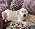 Small #3 Great Pyrenees Mix