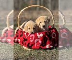 Small Photo #7 Labrador Retriever Puppy For Sale in GLADSTONE, VA, USA