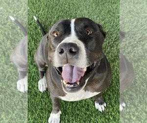Bentley - Male American Pit Bull Terrier-Unknown Mix Dog for Adoption - Photo #6