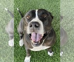 Small #5 American Pit Bull Terrier Mix