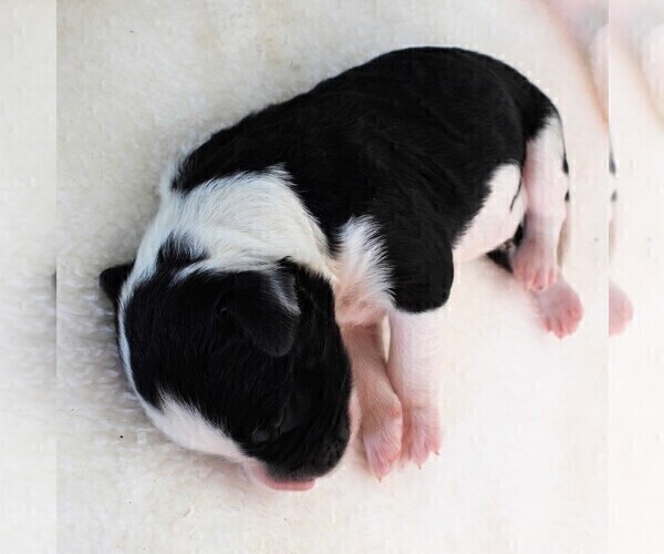 Medium Photo #10 Bordoodle Puppy For Sale in CARLISLE, KY, USA