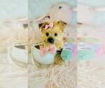 Small #8 Morkie