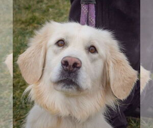 Golden Retriever Dogs for adoption in Huntley, IL, USA