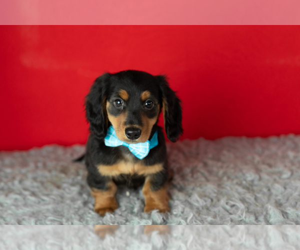 Medium Photo #1 Dachshund Puppy For Sale in NAPPANEE, IN, USA