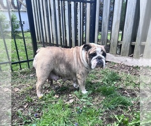 Mother of the Bulldog puppies born on 03/22/2025