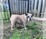 Small Photo #1 Bulldog Puppy For Sale in UTICA, OH, USA
