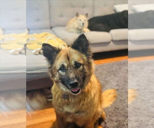 Mutt Dogs for adoption in Holly Springs, NC, USA