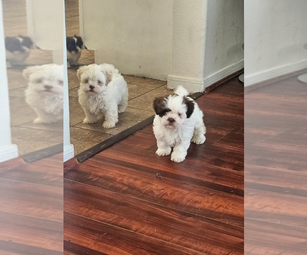 Medium Photo #9 Shih Tzu Puppy For Sale in HOUSTON, TX, USA