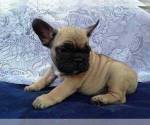 French Bulldog Puppy for sale in STATEN ISLAND, NY, USA