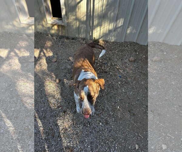Medium Photo #11 Border Collie-Pointer Mix Puppy For Sale in Stover, MO, USA