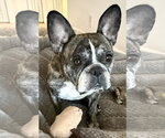 Small #4 French Bulldog