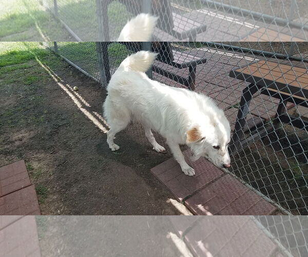 Medium Photo #7 Great Pyrenees-Unknown Mix Puppy For Sale in Houston, TX, USA