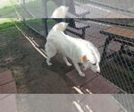 Small #6 Great Pyrenees Mix
