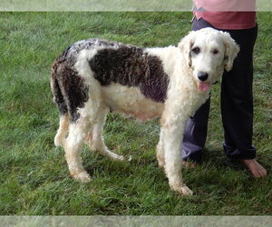 Mother of the Sheepadoodle puppies born on 07/26/2025