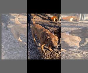 Tommy - Male Mutt Dog for Adoption - Photo #3