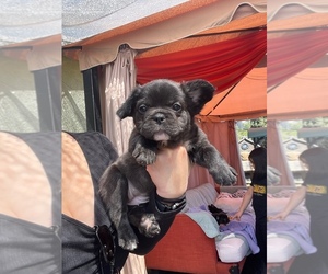 French Bulldog Puppy for sale in LOS ANGELES, CA, USA