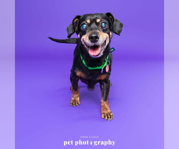 Medium Photo #7 Dachshund-Unknown Mix Puppy For Sale in Fargo, ND, USA