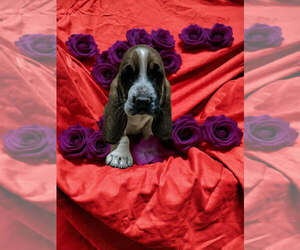 Basset Hound Puppy for sale in SALEM, WV, USA
