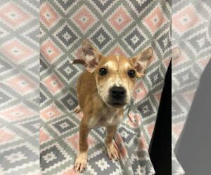 Mutt Dogs for adoption in Rockwall, TX, USA