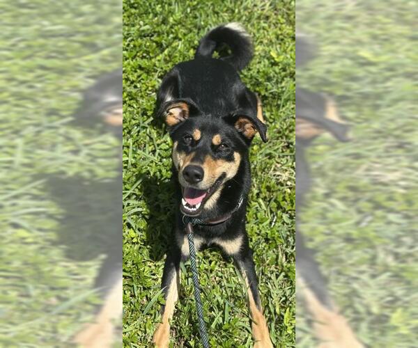 Medium Photo #1 Australian Kelpie Puppy For Sale in Fort Lauderdale, FL, USA