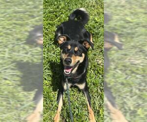 Australian Kelpie Dogs for adoption in Fort Lauderdale, FL, USA