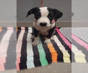 American Pit Bull Terrier-Unknown Mix Dogs for adoption in Las Vegas, NV, USA