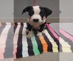 Small American Pit Bull Terrier Mix