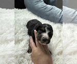 Small #88 Bernedoodle