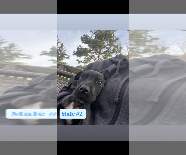 Medium Photo #1 Great Dane Puppy For Sale in GLADYS, VA, USA