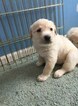 Puppy 1 Great Pyrenees