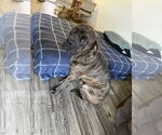 Small #1 Mastiff