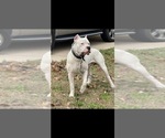 Small Photo #28 Dogo Argentino Puppy For Sale in ARLINGTON, TX, USA