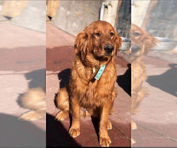 Medium Photo #9 Golden Retriever Puppy For Sale in LA JOLLA, CA, USA