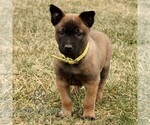 Small #2 Belgian Malinois