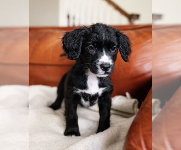 Medium Photo #2 Maltese-Unknown Mix Puppy For Sale in Andover, MN, USA