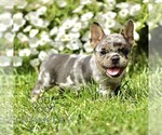 Small #3 French Bulldog