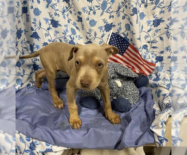 Medium Photo #1 Mutt Puppy For Sale in Modesto, CA, USA