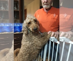 Father of the Labradoodle puppies born on 02/13/2022