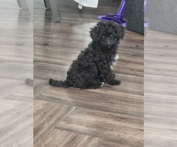 Medium Photo #1 Poodle (Toy) Puppy For Sale in DETROIT, MI, USA