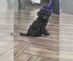 Small Poodle (Toy)