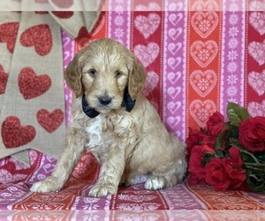 Goldendoodle Puppy for sale in LANCASTER, PA, USA