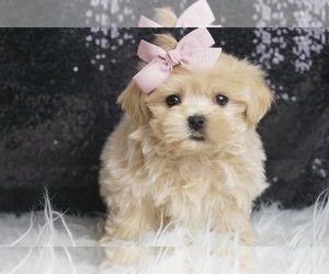 Maltipoo Puppy for sale in WARSAW, IN, USA
