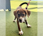 Small Photo #3 Beagle-Unknown Mix Puppy For Sale in Gilberts, IL, USA